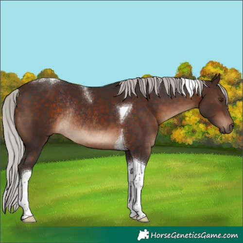 Horse Color:Silver Brown Tobiano Rabicano 