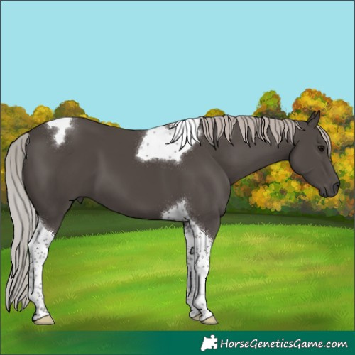 Horse Color:Silver Black Tobiano 
