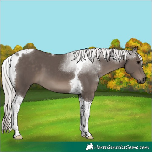 Horse Color:Silver Black Tobiano 
