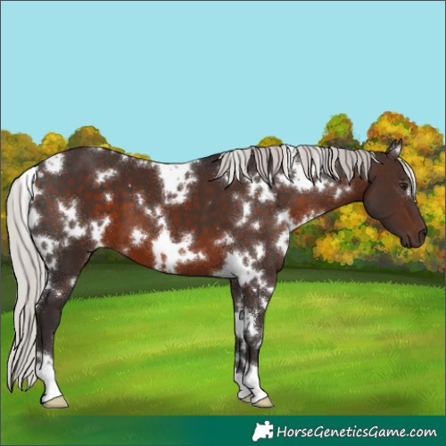Horse Color:White Spotted Silver Brown 