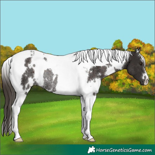 Horse Color:White Spotted Liver Chestnut Tobiano Rabicano 