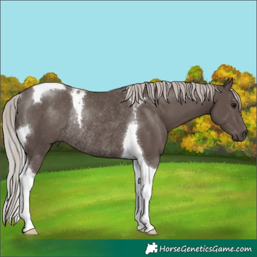 Horse Color:Silver Black Tobiano Rabicano 