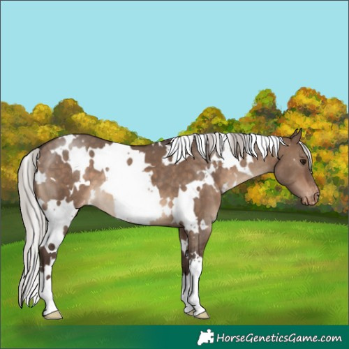 Horse Color:White Spotted Silver Brown Dun Varnish 