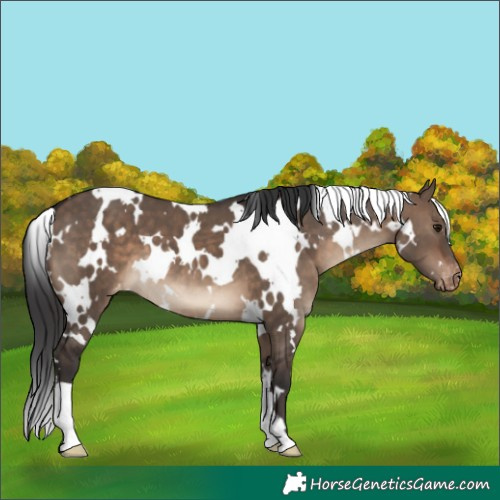 Horse Color:White Spotted Brown Dun Varnish 