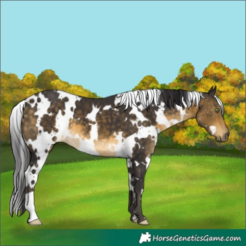 Horse Color:White Spotted Buckskin 