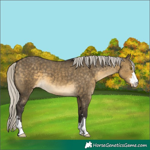 Horse Color:Silver Buckskin Dun Varnish 