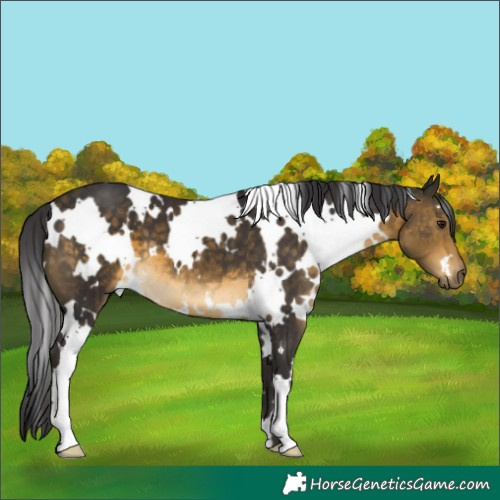 Horse Color:White Spotted Buckskin 