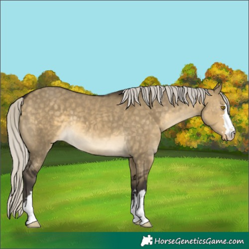 Horse Color:Silver Buckskin Dun Varnish 