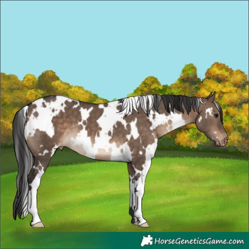 Horse Color:White Spotted Brown Dun Varnish 