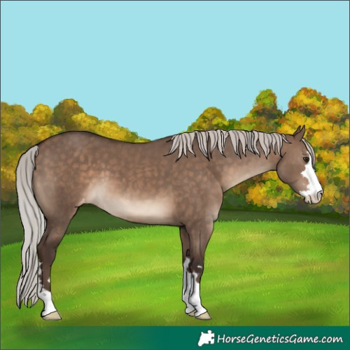 Horse Color:Silver Brown Dun Varnish 