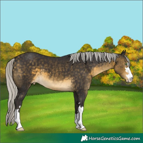 Horse Color:Silver Buckskin Appaloosa 