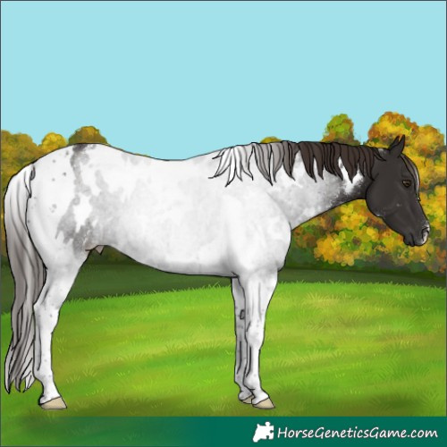 Horse Color:White Spotted Liver Chestnut Tobiano 