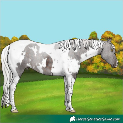 Horse Color:White Spotted Silver Brown Tobiano 