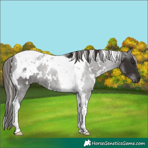 Horse Color:White Spotted Liver Chestnut Tobiano 