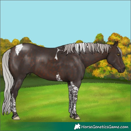 Horse Color:Silver Brown Tobiano 