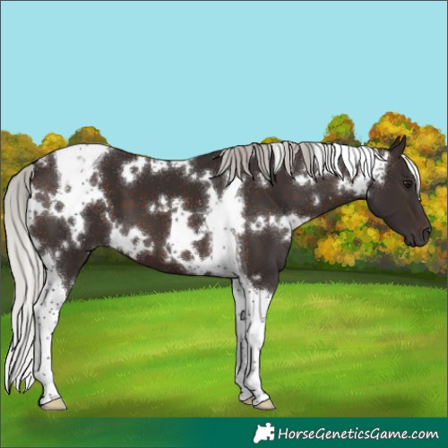 Horse Color:White Spotted Silver Brown Tobiano 
