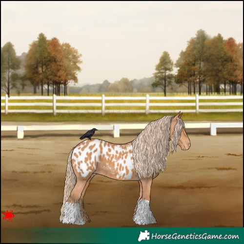 Horse Color:Chestnut Appaloosa 