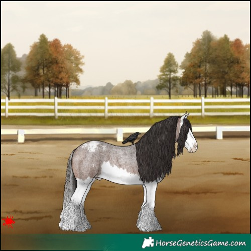 Horse Color:Brown Roan Splash Appaloosa 