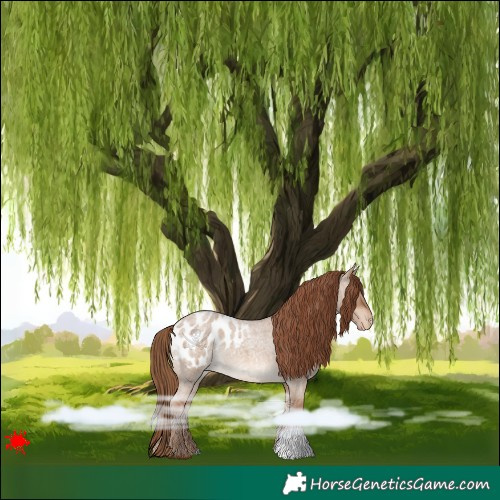 Horse Color:Red Dun Roan Blanket 