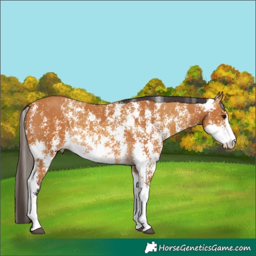 Horse Color:Buckskin Sabino Rabicano  and Buckskin Sabino Rabicano 