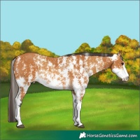 Horse Color:Buckskin Sabino Rabicano  and Buckskin Sabino Rabicano 
