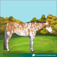 Horse Color:Buckskin Sabino Rabicano and Buckskin Sabino Rabicano