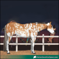 Horse Color:Buckskin Sabino Rabicano  and Buckskin Sabino Rabicano 