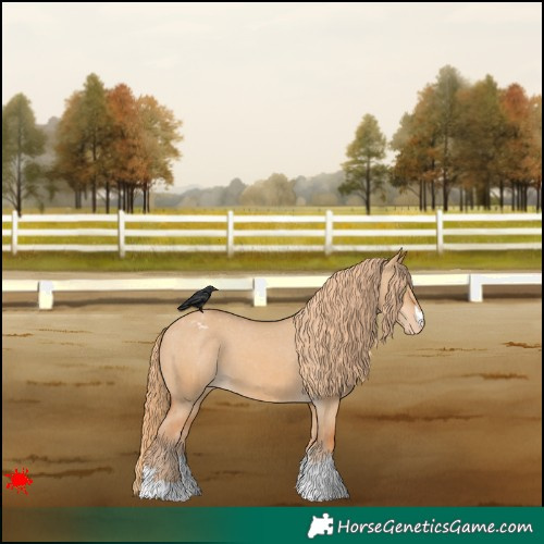 Horse Color:Red Dun Appaloosa 