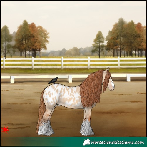 Horse Color:Red Dun Appaloosa 