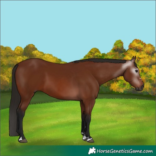 Horse Color:Gray Bay 