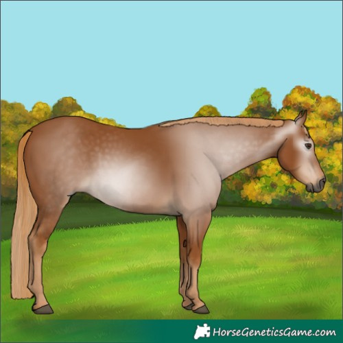 Horse Color:Gray Chestnut