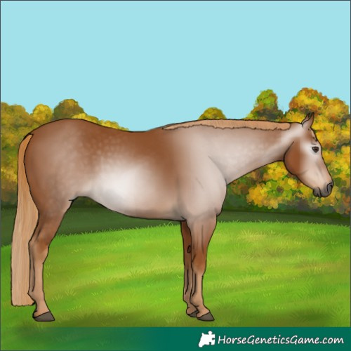 Horse Color:Gray Chestnut 