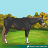 Horse Color:Gray Liver Chestnut 
