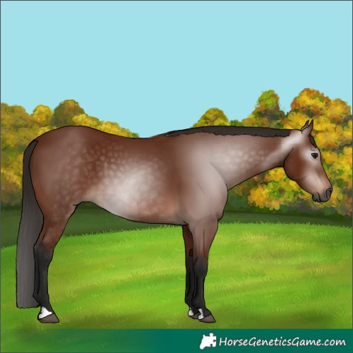 Horse Color:Gray Bay