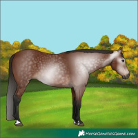 Horse Color:Gray Bay 
