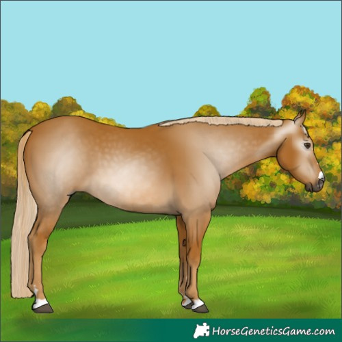 Horse Color:Gray Palomino