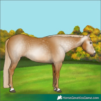 Horse Color:Gray Palomino 