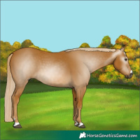 Horse Color:Gray Palomino 