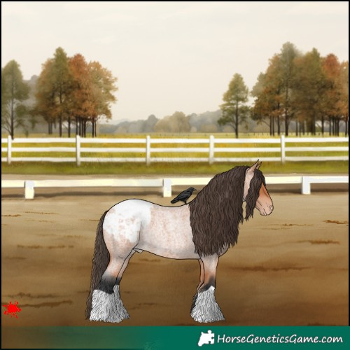 Horse Color:Bay Roan Appaloosa Rabicano 