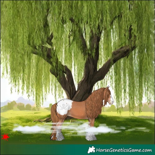 Horse Color:Chestnut Snowcap 