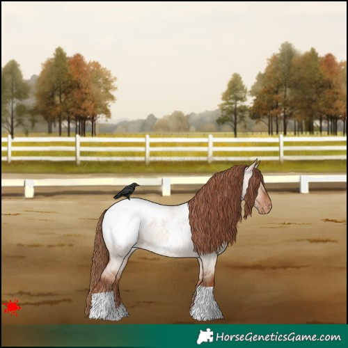 Horse Color:Red Dun Roan Appaloosa 