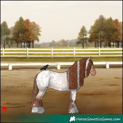 Horse Color:White Spotted Red Dun Roan Appaloosa