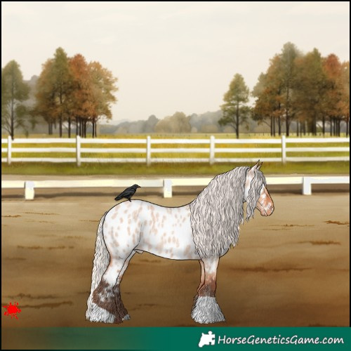 Horse Color:Silver Bay Roan Dun Appaloosa 