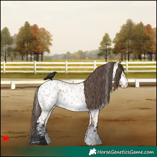 Horse Color:Bay Roan Appaloosa