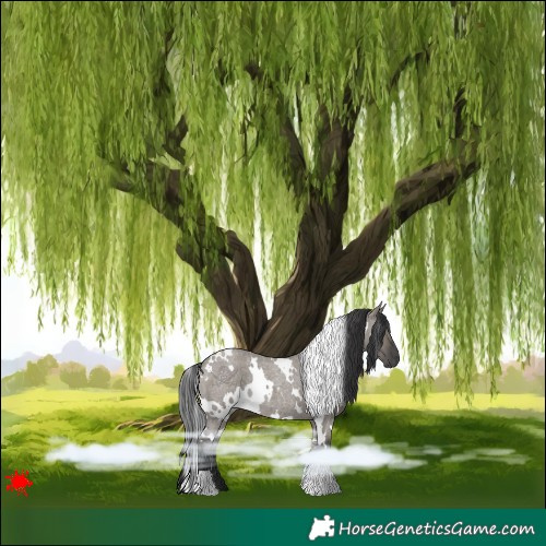 Horse Color:White Spotted Grullo Roan 