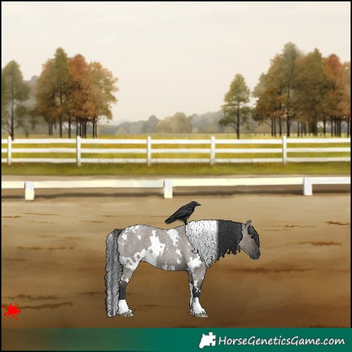 Horse Color:White Spotted Grullo Roan