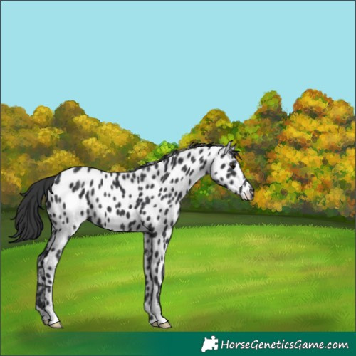 Horse Color:Black Near Leopard 