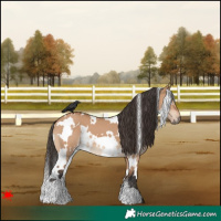 Horse Color:White Spotted Bay Dun 