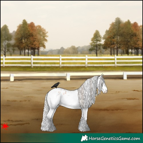 Horse Color:White Spotted Silver Bay Roan Splash Appaloosa 