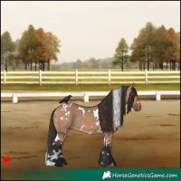 Horse Color:White Spotted Bay Dun 